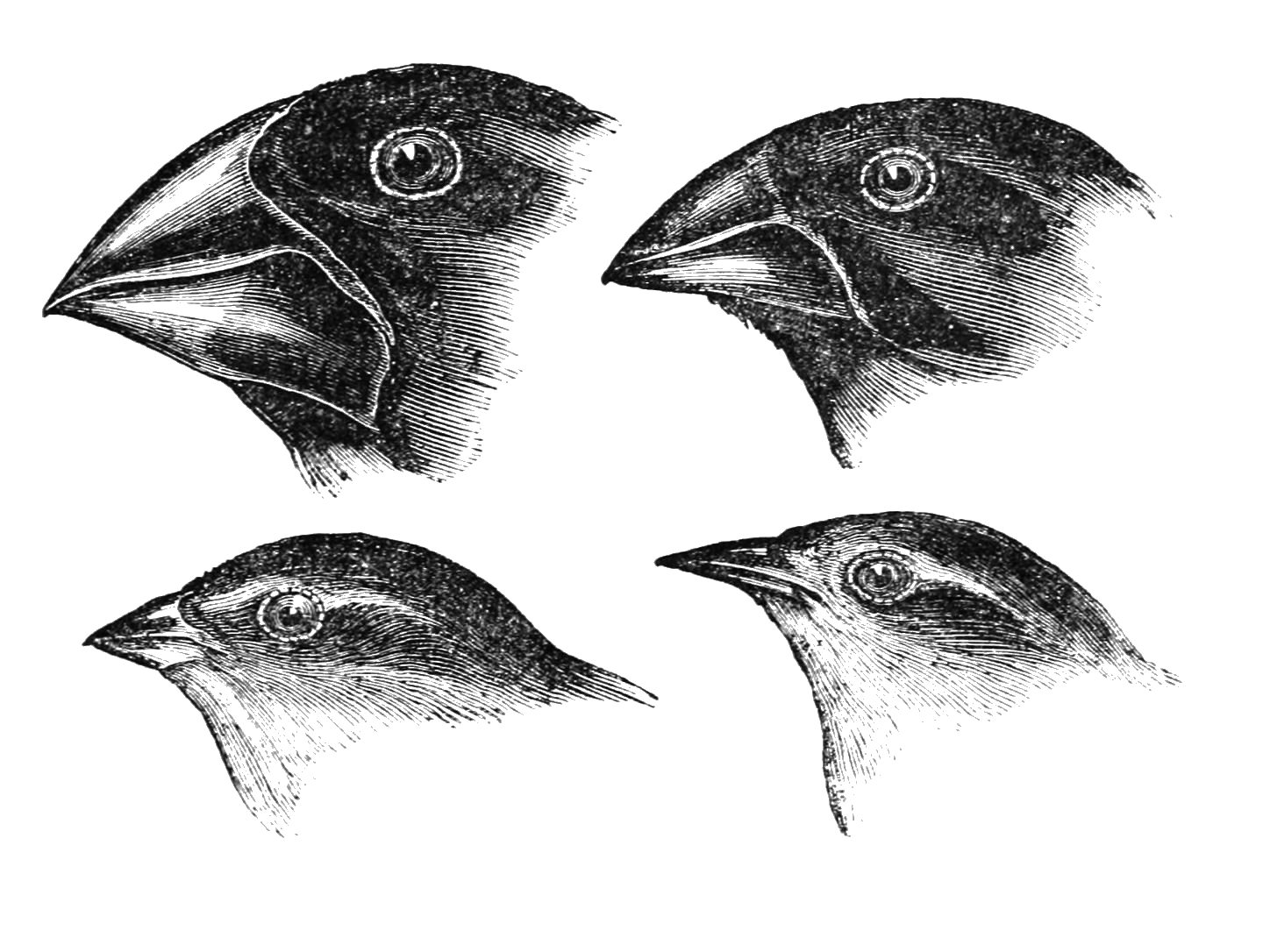 A Phylogeny of Agents